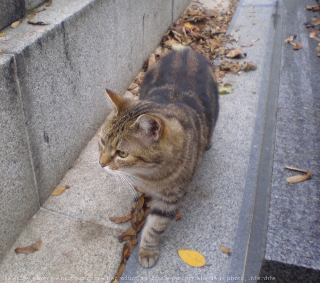 Photo de Chat domestique