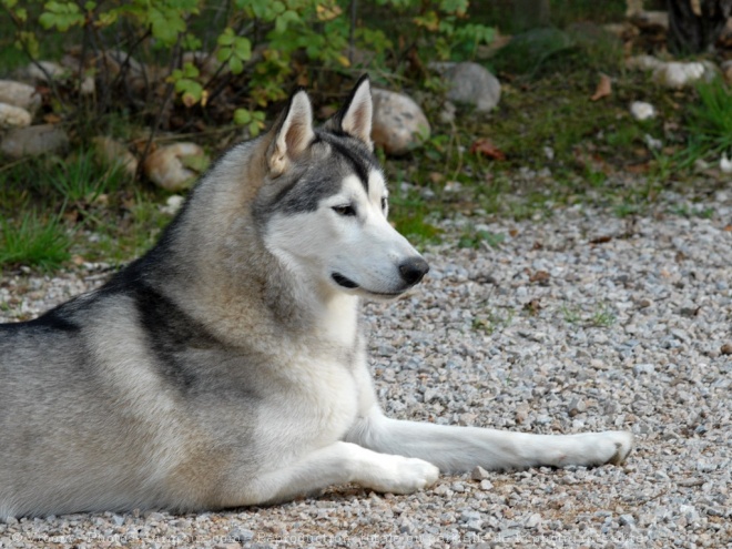 Photo de Husky siberien