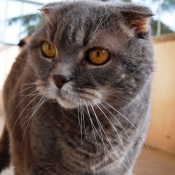 Photo de Scottish fold