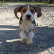 Photo de Beagle