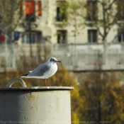 Photo de Mouette