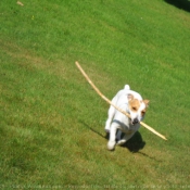 Photo de Jack russell terrier