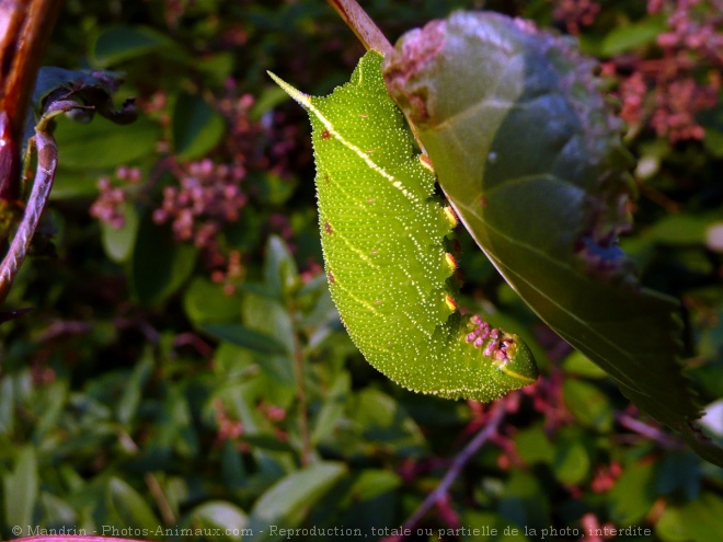 Photo de Chenille