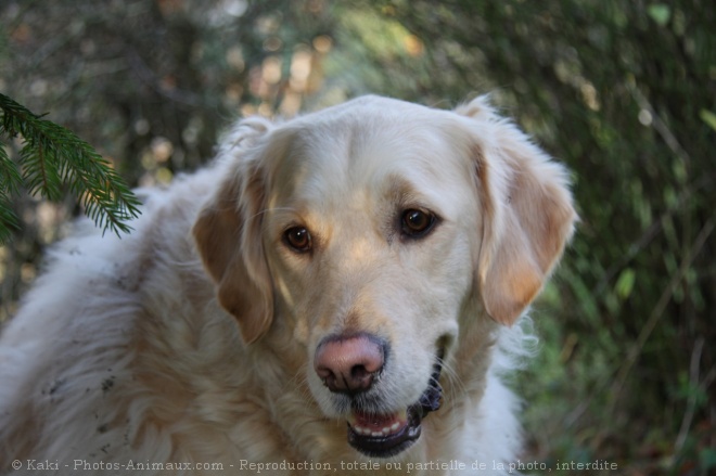 Photo de Golden retriever