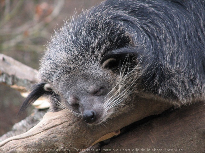 Photo de Binturong