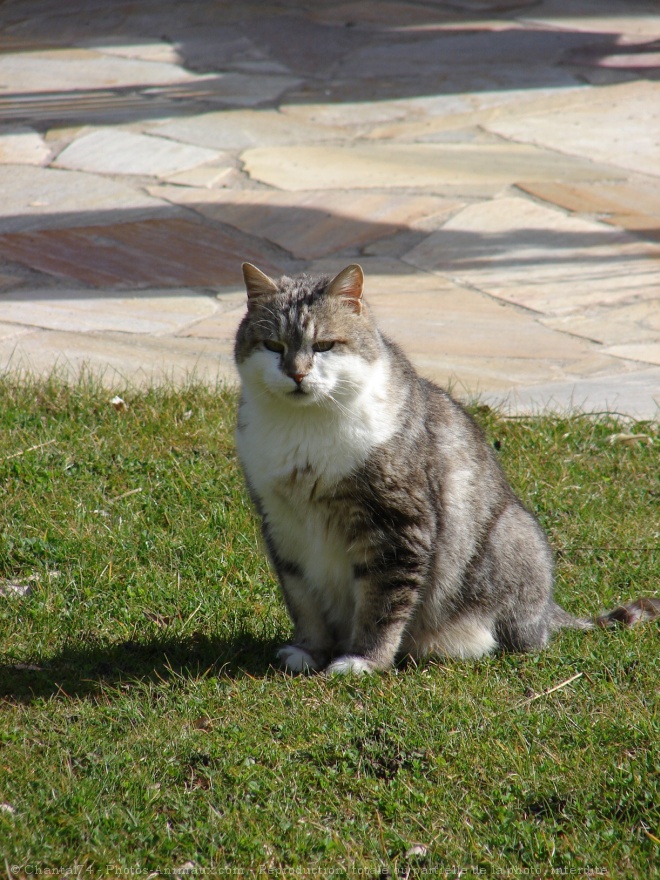 Photo de Chat domestique