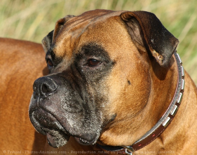 Photo de Boxer