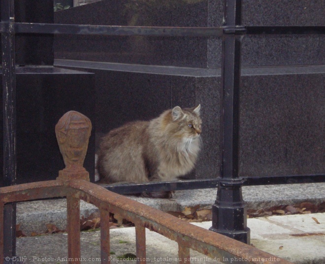 Photo de Chat domestique