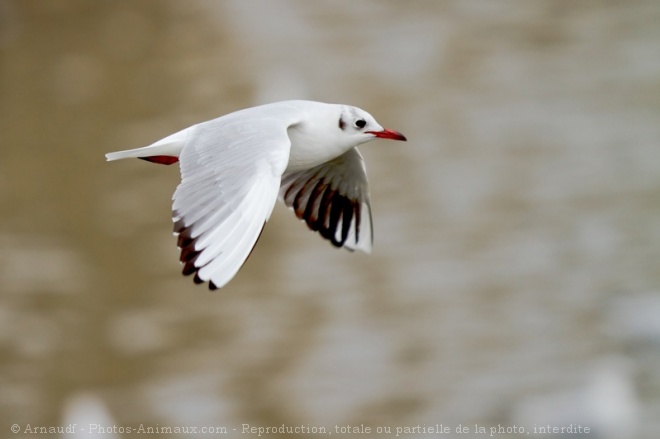 Photo de Mouette