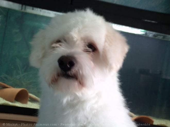 Photo de Coton de tulear