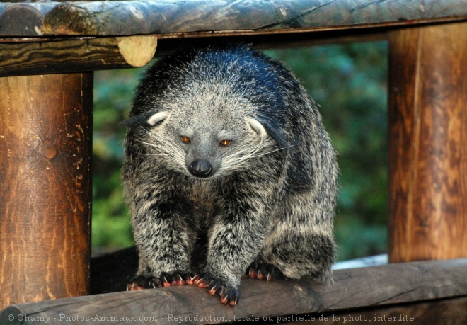 Photo de Binturong