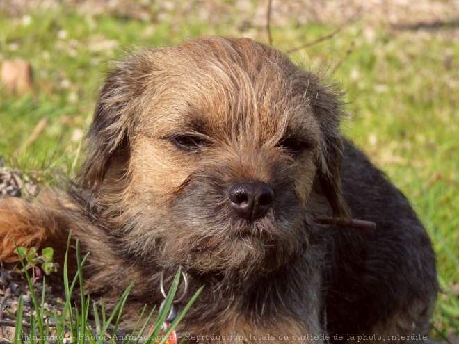 Photo de Border terrier