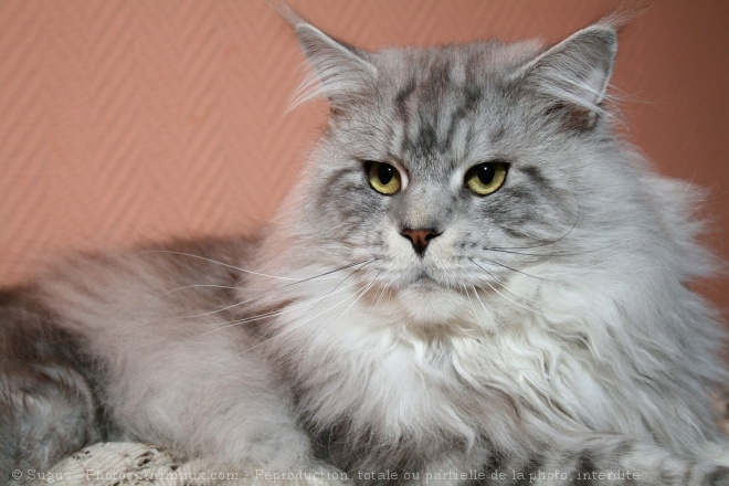 Photo De Maine Coon Angoon De L Ecrin Vert N Sur Photos Animaux Com