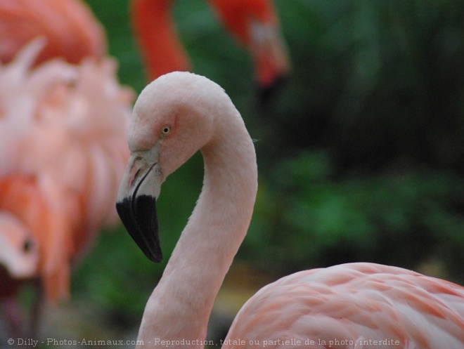 Photo de Flamand rose