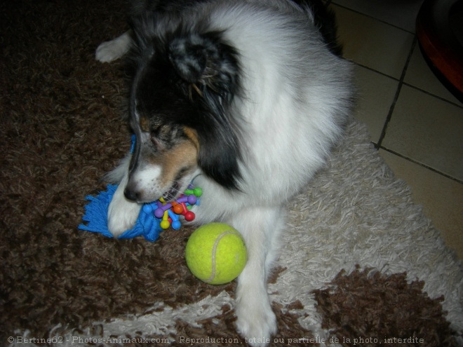 Photo de Chien de berger des shetland