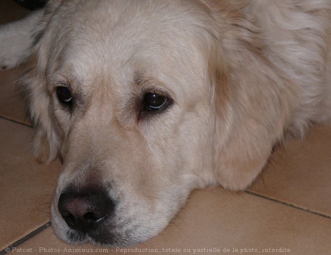 Photo de Golden retriever