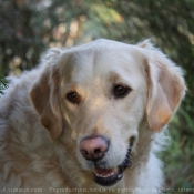 Photo de Golden retriever