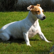 Photo de Jack russell terrier