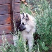 Photo de Berger belge tervueren