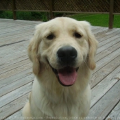 Photo de Golden retriever