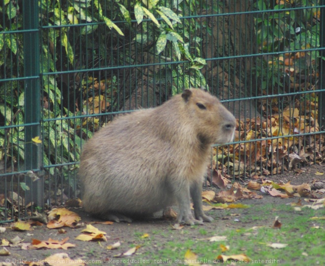 Photo de Cabiai ou capybara