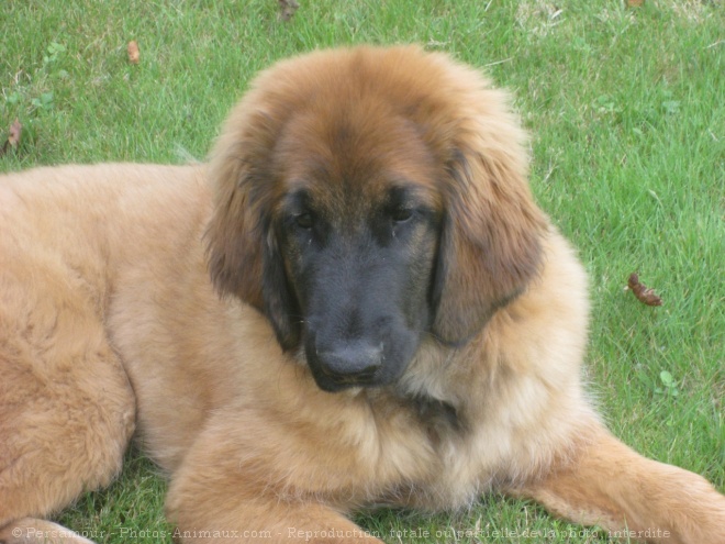 Photo de Leonberg