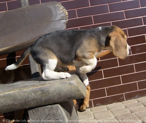 Photo de Beagle