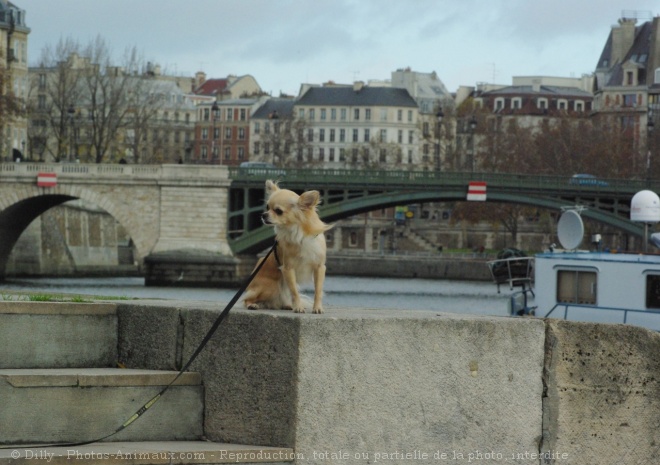 Photo de Chihuahua  poil long