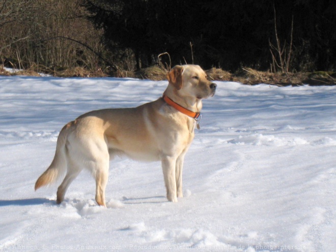 Photo de Labrador retriever