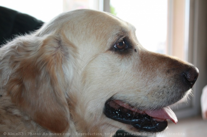 Photo de Golden retriever