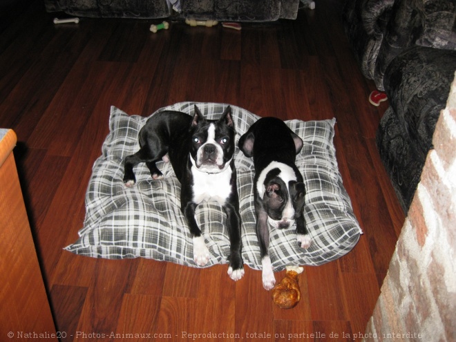 Photo de Boston terrier