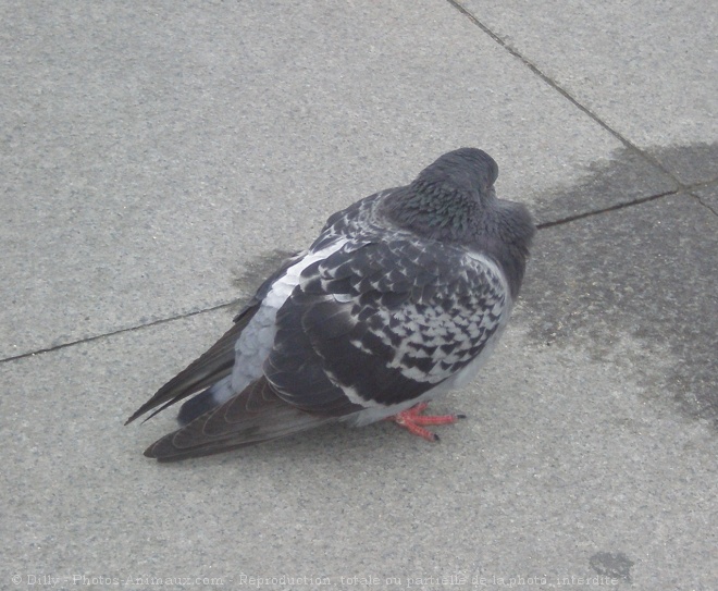 Photo de Pigeon