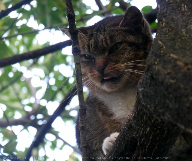 Photo de Chat domestique