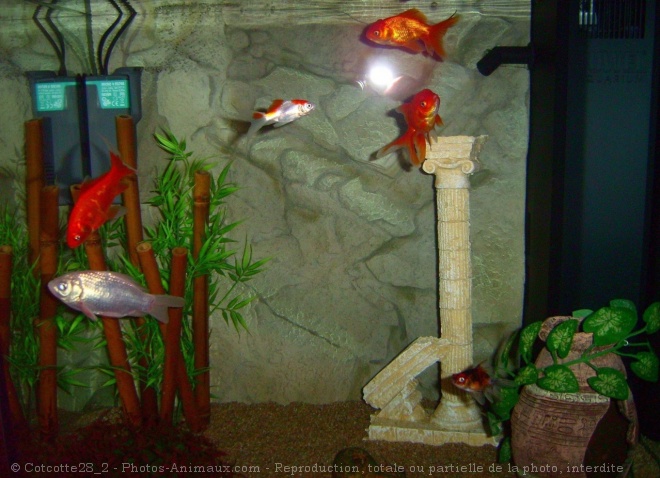 Photo de Poissons rouges