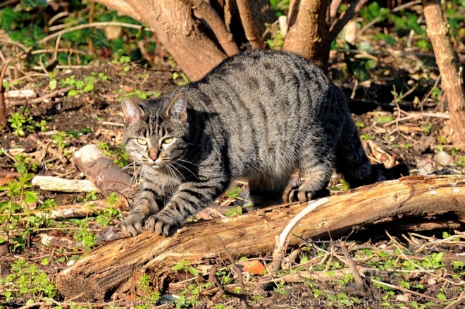 Photo de Chat domestique