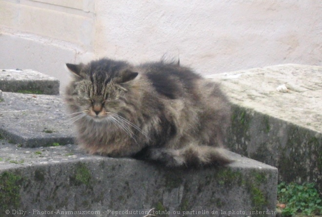 Photo de Chat domestique