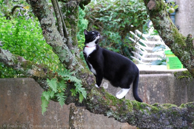 Photo de Chat domestique