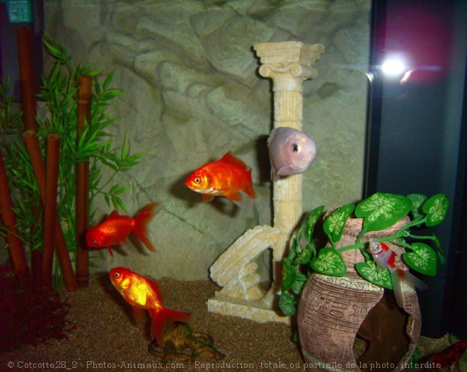 Photo de Poissons rouges