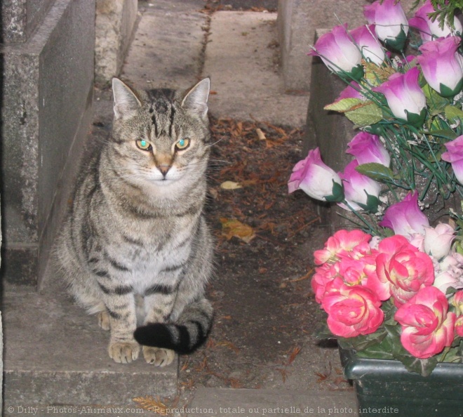 Photo de Chat domestique