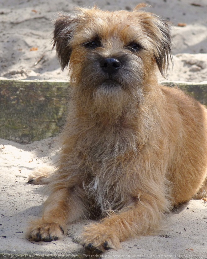 Photo de Border terrier