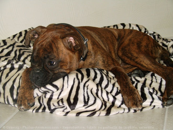 Photo de Boxer