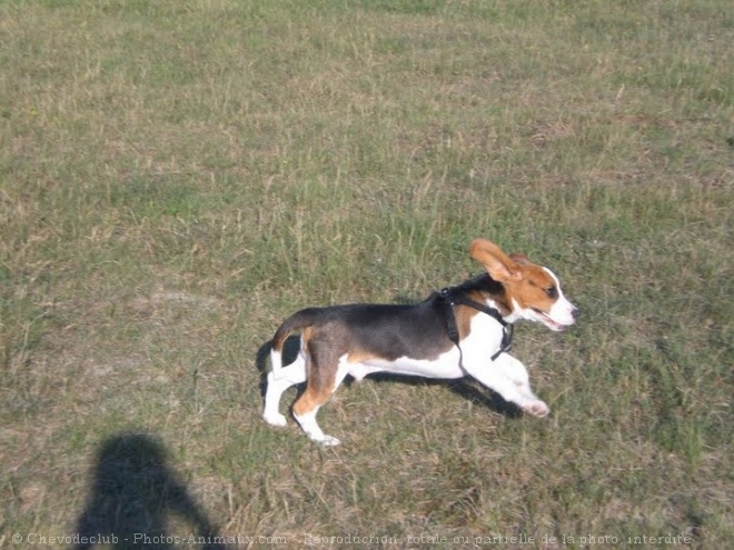 Photo de Beagle