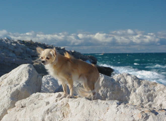 Photo de Chihuahua  poil long