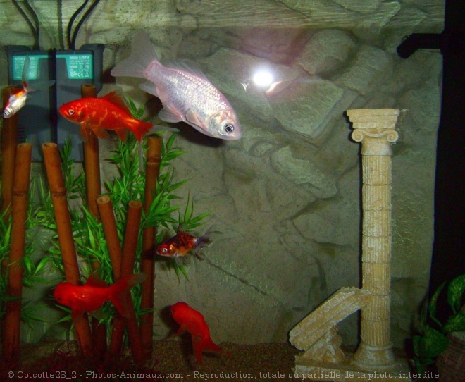 Photo de Poissons rouges