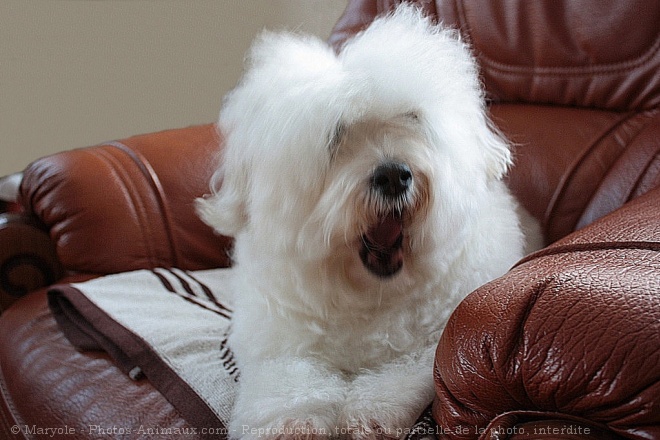 Photo de Coton de tulear