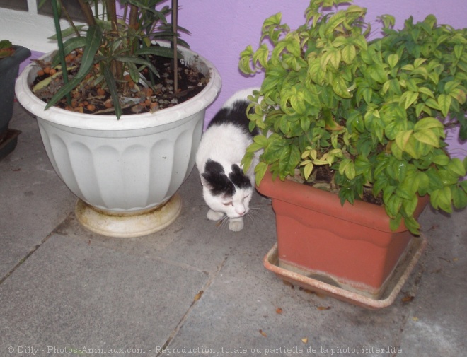 Photo de Chat domestique