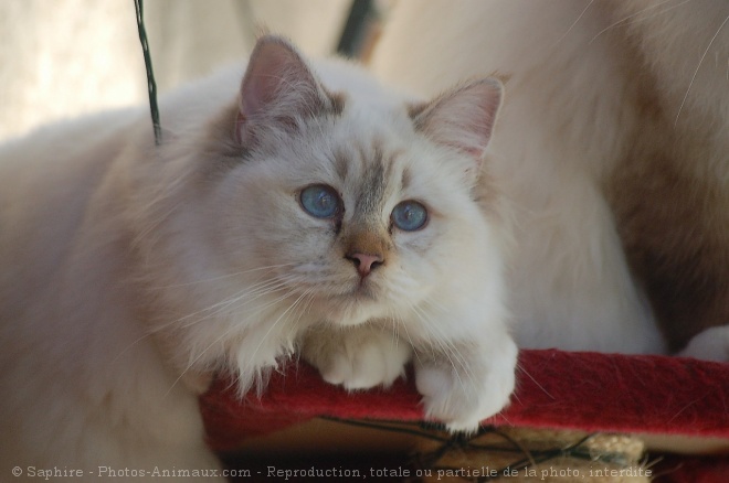 Photo de Sacr de birmanie