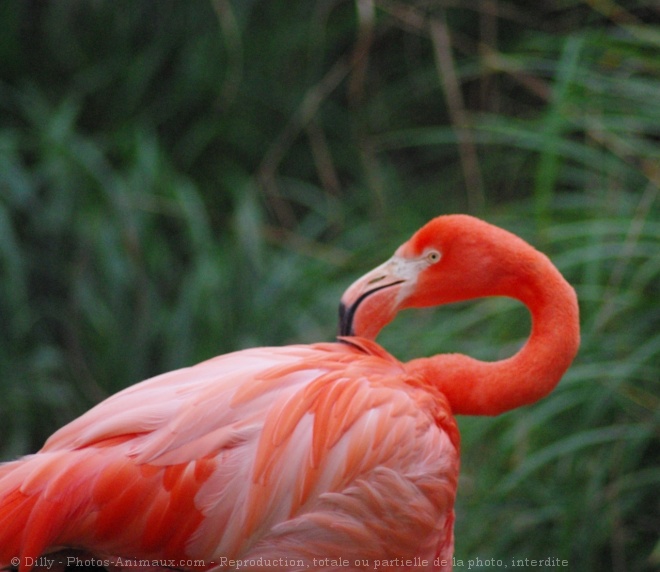 Photo de Flamand rose