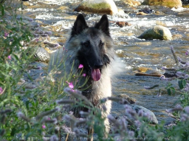 Photo de Berger belge tervueren