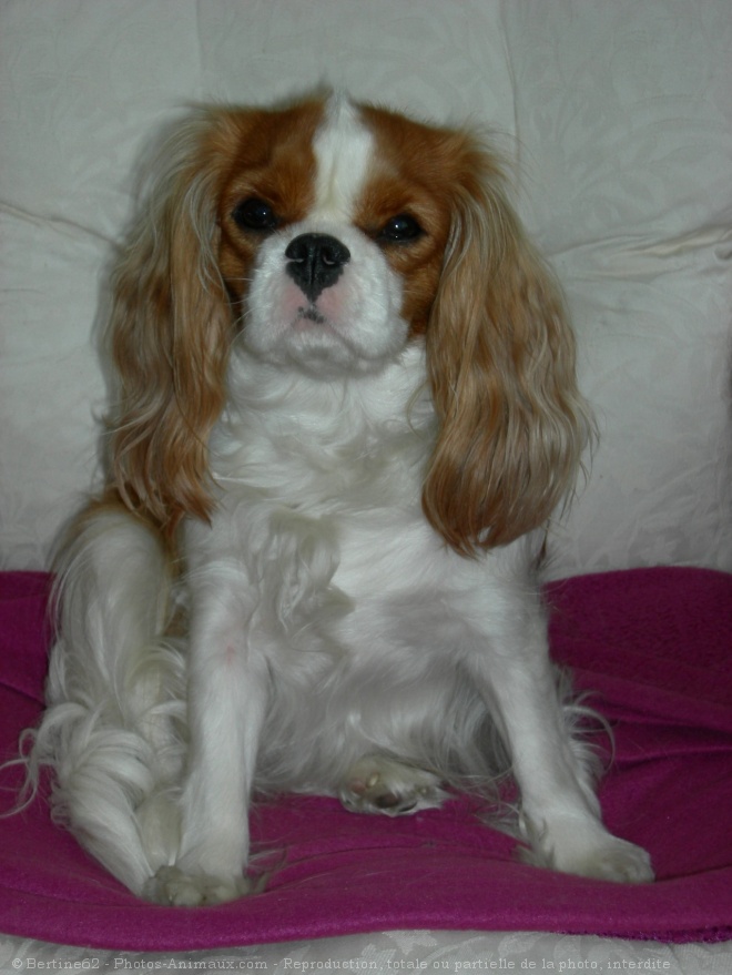 Photo de Cavalier king charles spaniel